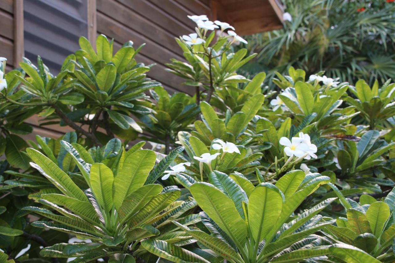 Villa Casa Amancer - sea view, pool&tropical garden Cayo Caulker Exterior foto
